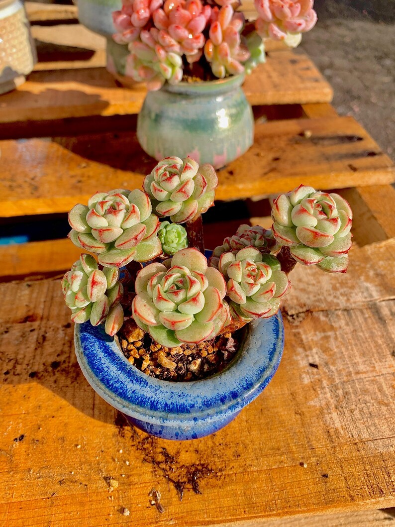2512-031 Boutique Big Rare Succulents/Sedeveria Vanilla Bis /What You See is What You Get/Bare Root Without Soil Pot/Plants Gifts
