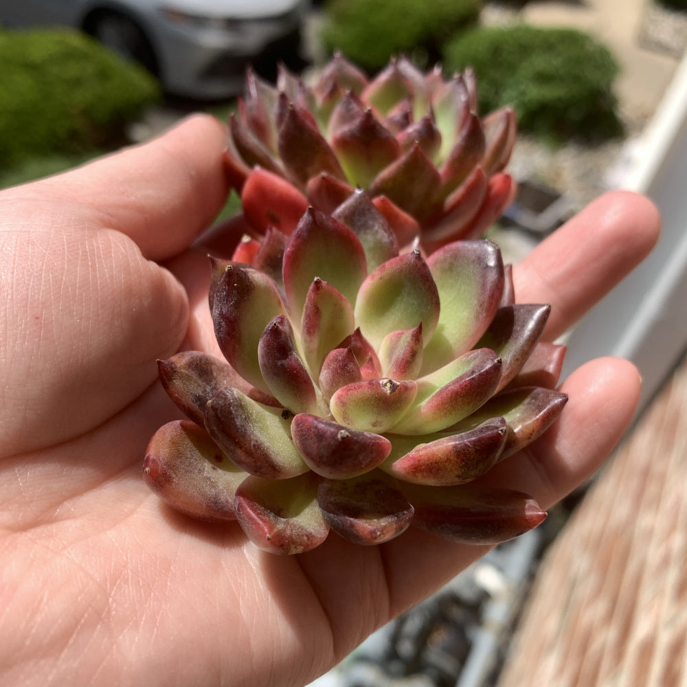 Echeveria ‘SHUTING' - Single Diameter Approx. 2"-2.5"