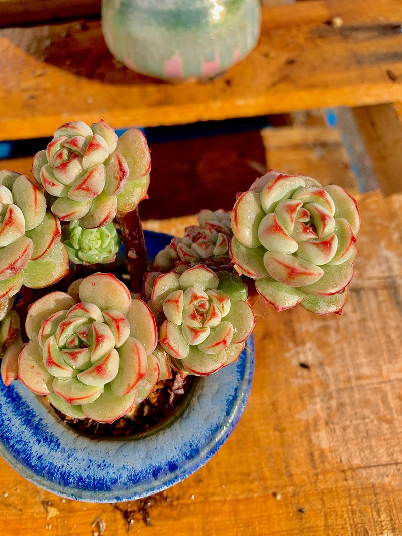 2512-031 Boutique Big Rare Succulents/Sedeveria Vanilla Bis /What You See is What You Get/Bare Root Without Soil Pot/Plants Gifts