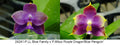 Phalaenopsis (LL Blue Family x Mituo Purple Dragon ‘Blue Penguin’)