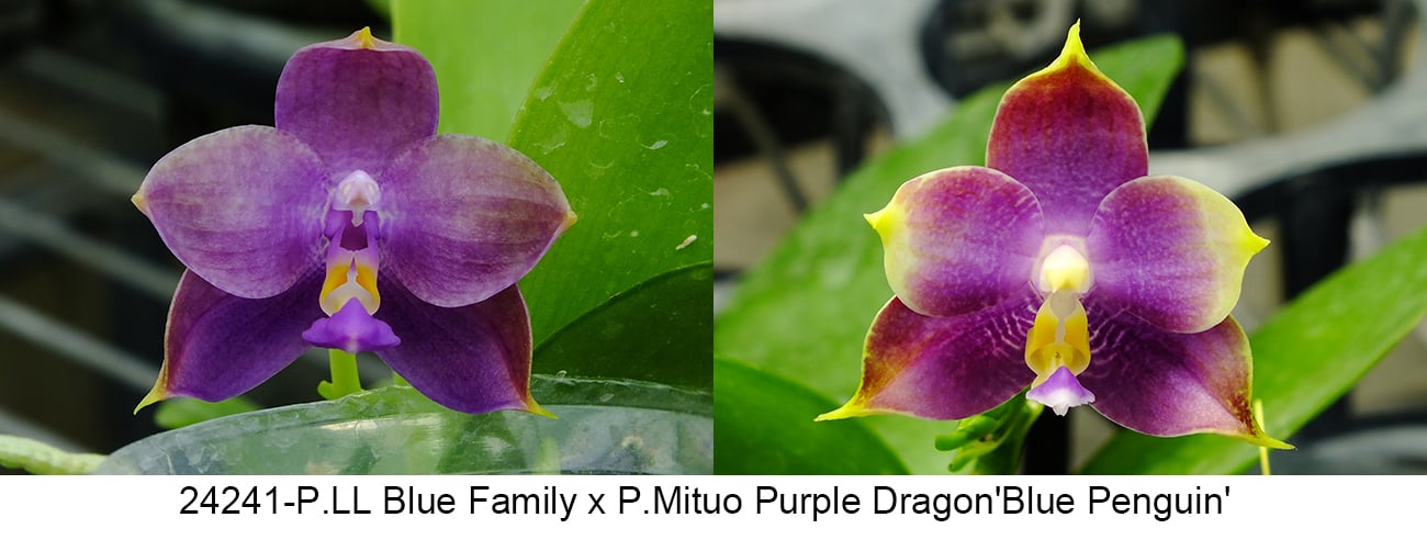 Phalaenopsis (LL Blue Family x Mituo Purple Dragon ‘Blue Penguin’)