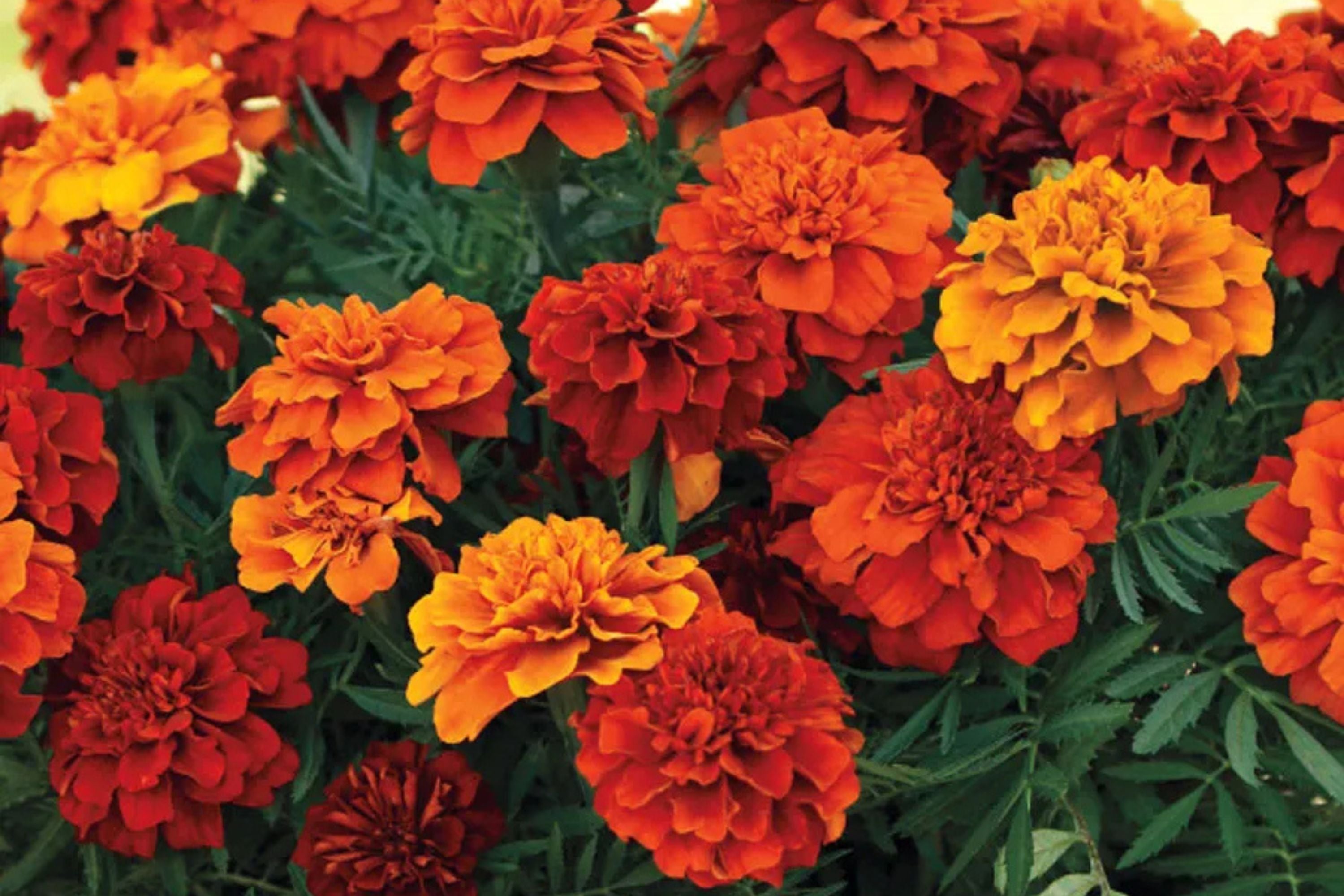 French Fireball Marigold Seeds - 25+ Bi-Color Blooms - USA Grown -  - Pest Repellent - Butterfly Magnet - Easy to Grow