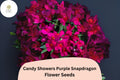 Candy Showers Purple Snapdragon Seeds - 1000+ Trailing Deep Purple Blooms for Gardens & Hanging Baskets