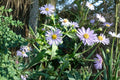 100 Shining Aster Seeds Symphyotrichum firmum Native Pollinator Wildflower for Gardens