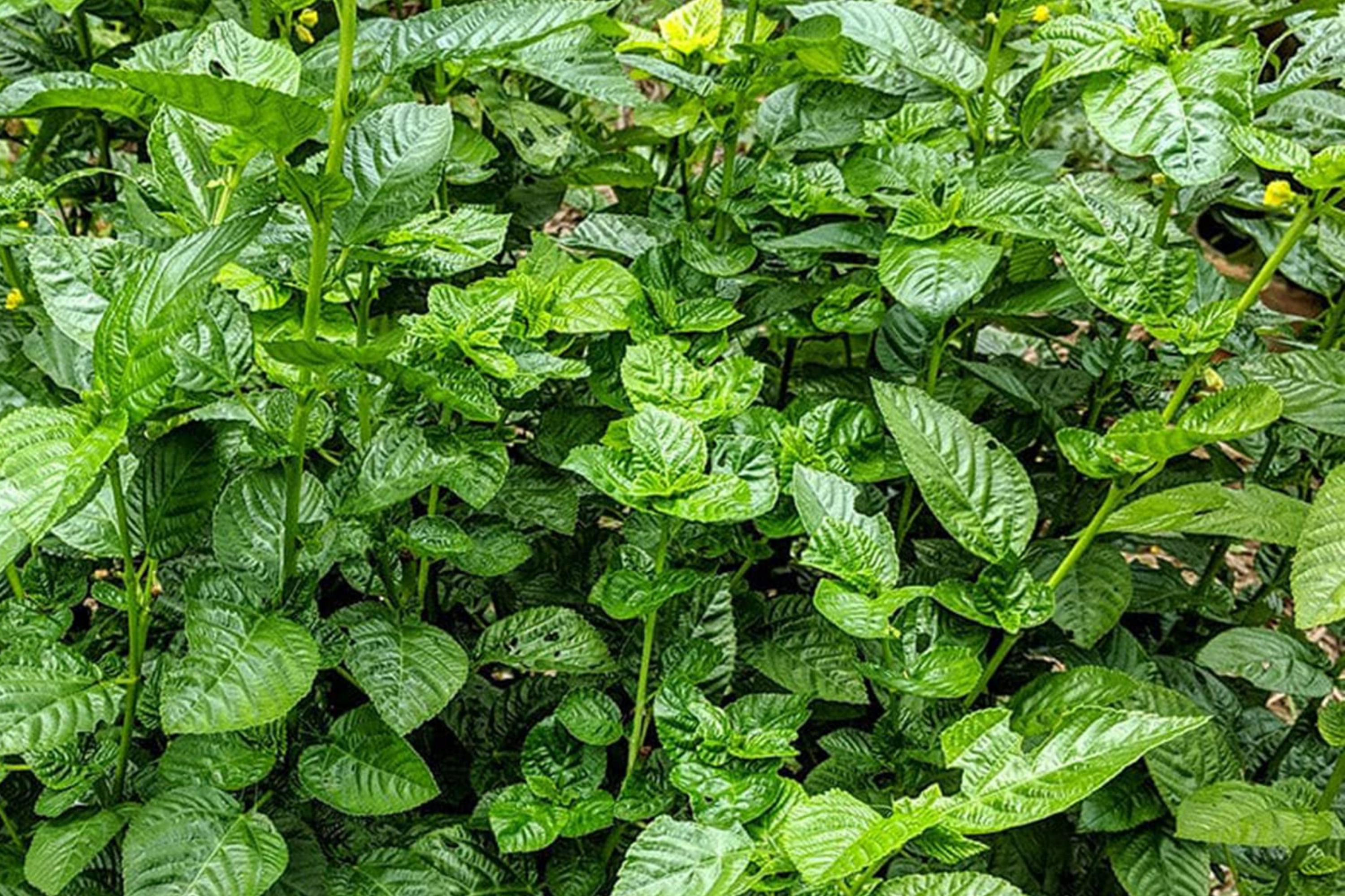 100 Molokhia Seeds | Egyptian Spinach (Corchorus olitorius) | Saluyot, Green Jute, Heirloom, Non-GMO