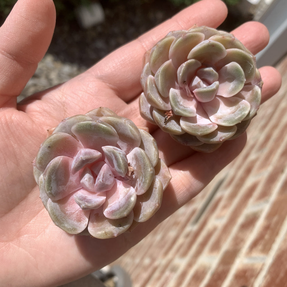Echeveria 'Teddy Bear Burger' - Single Diameter Approx. 2"-2.5"