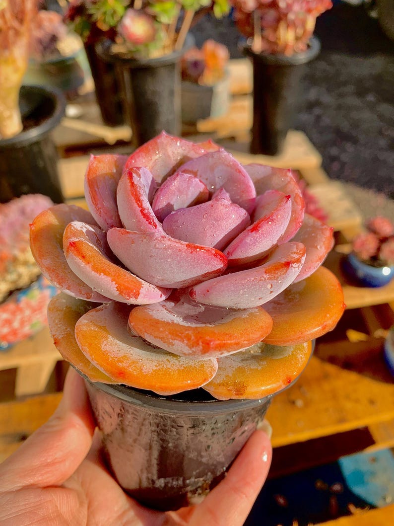 2512-047 Boutique Big Rare Succulents/Echeveria Cream Tea /What You See is What You Get/Bare Root Without Soil Pot/Plants Gifts