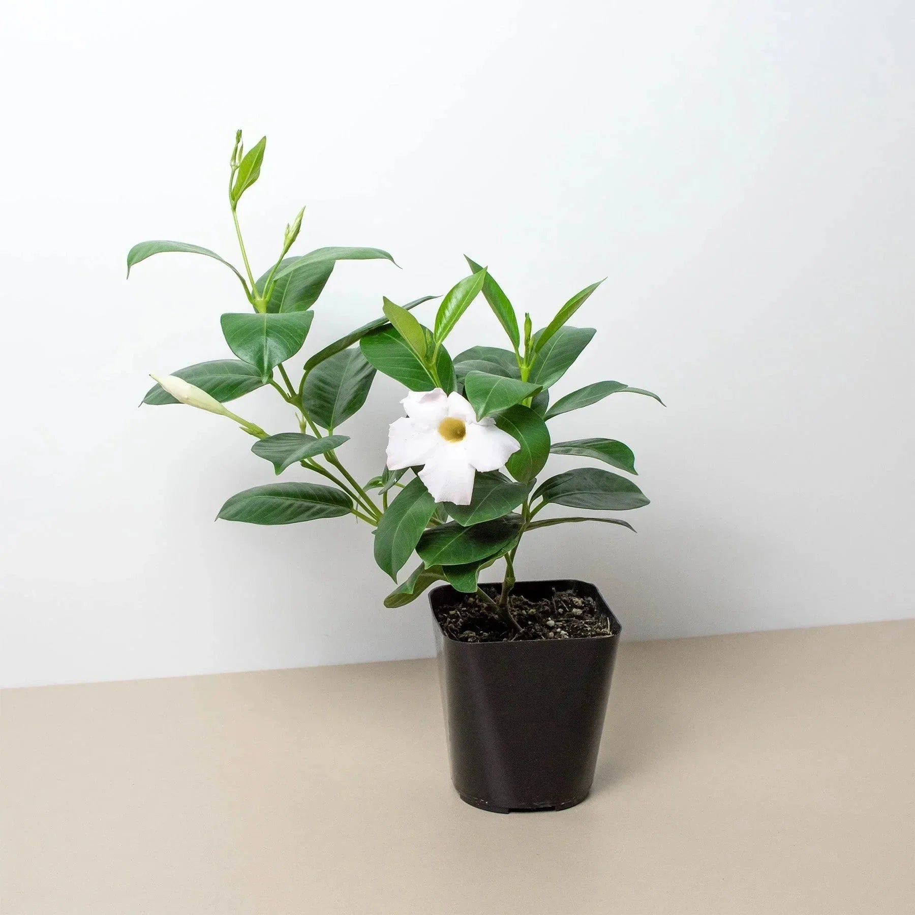 Dipladenia Premier Hot Pink