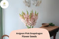 Avignon Pink Snapdragon Seeds - 1000+ Antirrhinum majus Seeds for Elegant Pink Garden Blooms