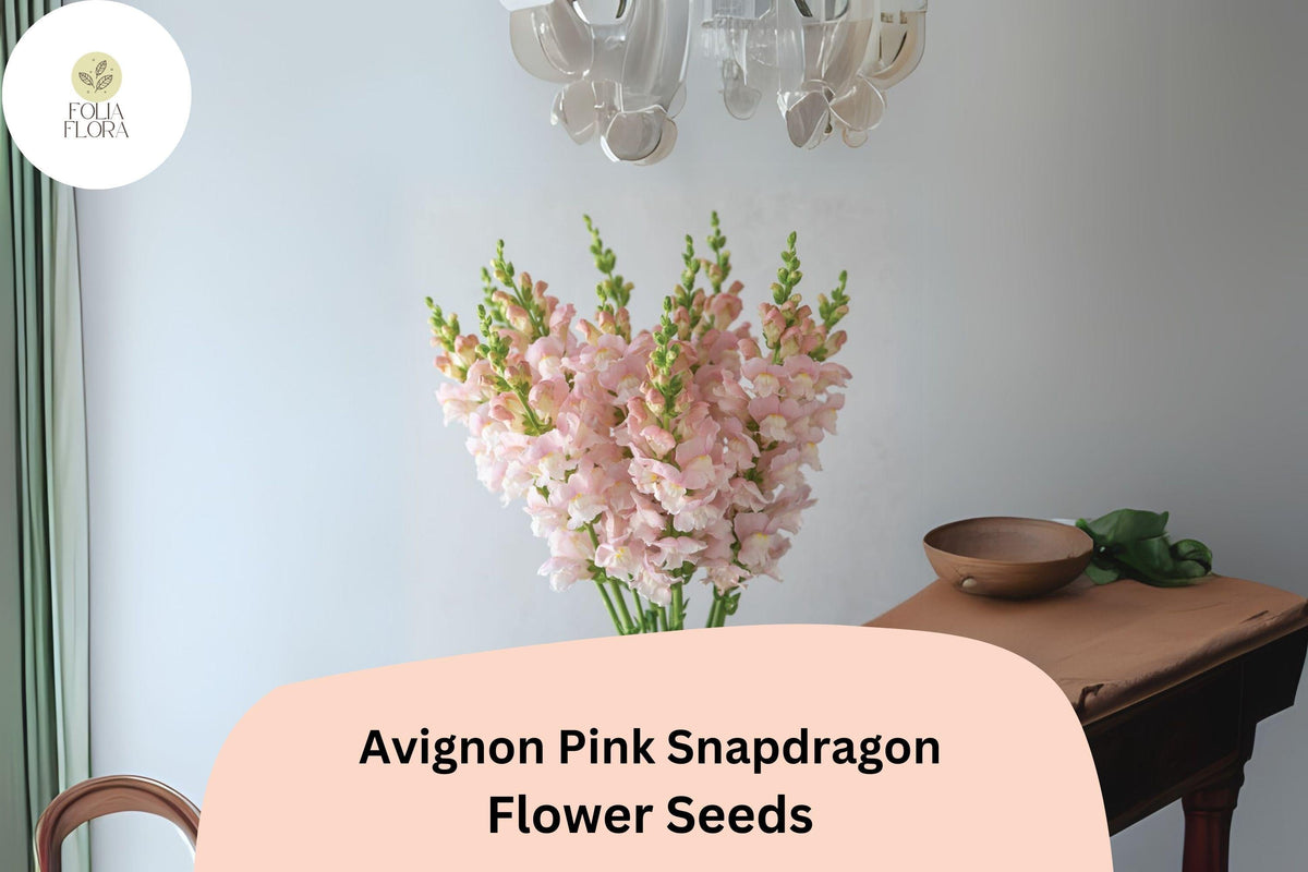 Avignon Pink Snapdragon Seeds - 1000+ Antirrhinum majus Seeds for Elegant Pink Garden Blooms