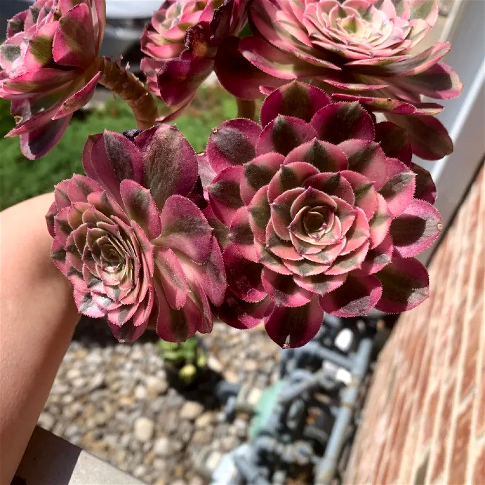 Premium Rare Live Succulent - Aeonium 'Pink Witch' Variegated - 4-5 Heads Clump-forming Plant - Perfect as Wedding Favors or Indoor Decor
