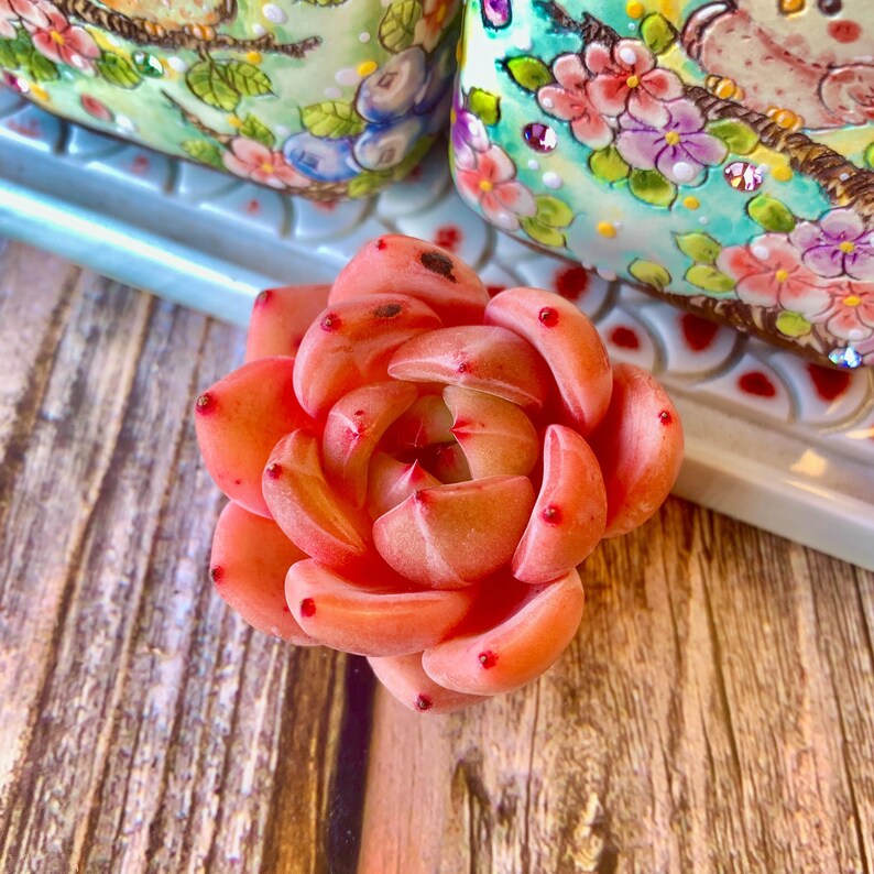 Rare Rosette-forming Succulent - Echeveria 'Champagne' - Highly Valued For Drought-tolerant and Unique Color Transformations