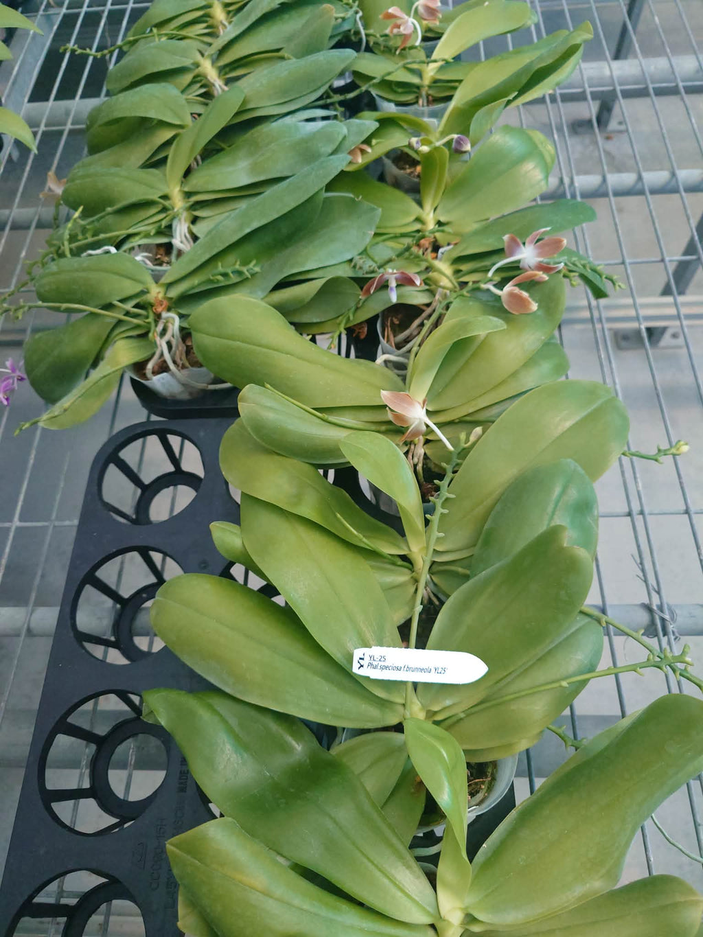 Phalaenopsis speciosa f. brunneola
