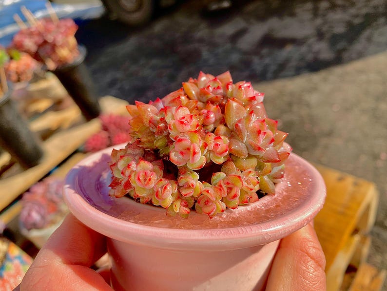 Rare Echeveria ‘Orange Monroe’ | Boutique Succulent | WYSIWYG | Bare Root Plant 2512-053