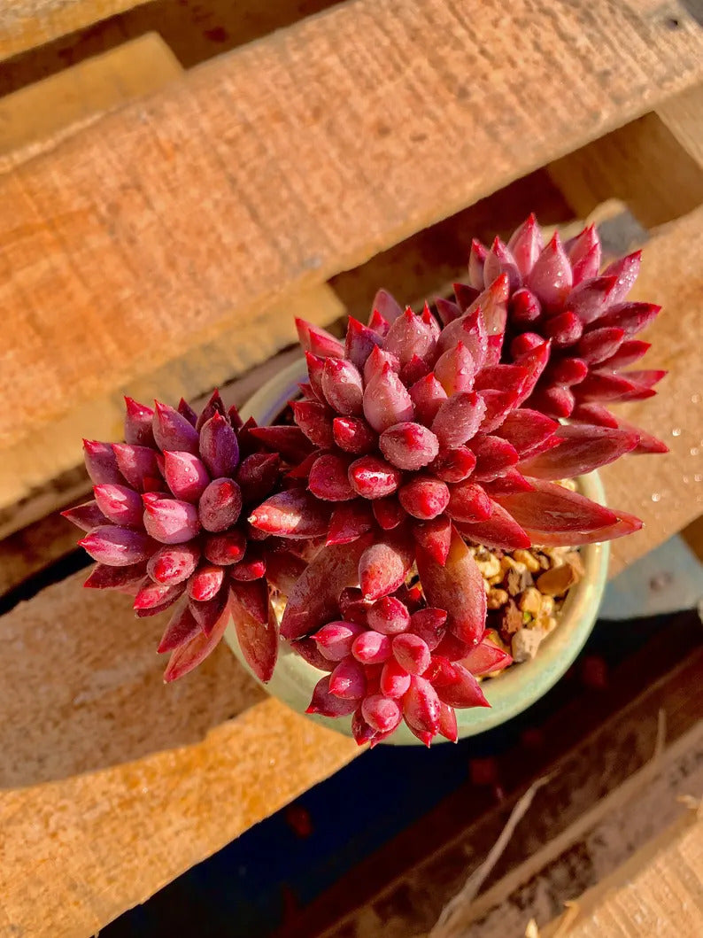 2512-016 Echeveria 'Cherry' - What You See is What You Get Living Plant- Boutique Rare Succulents