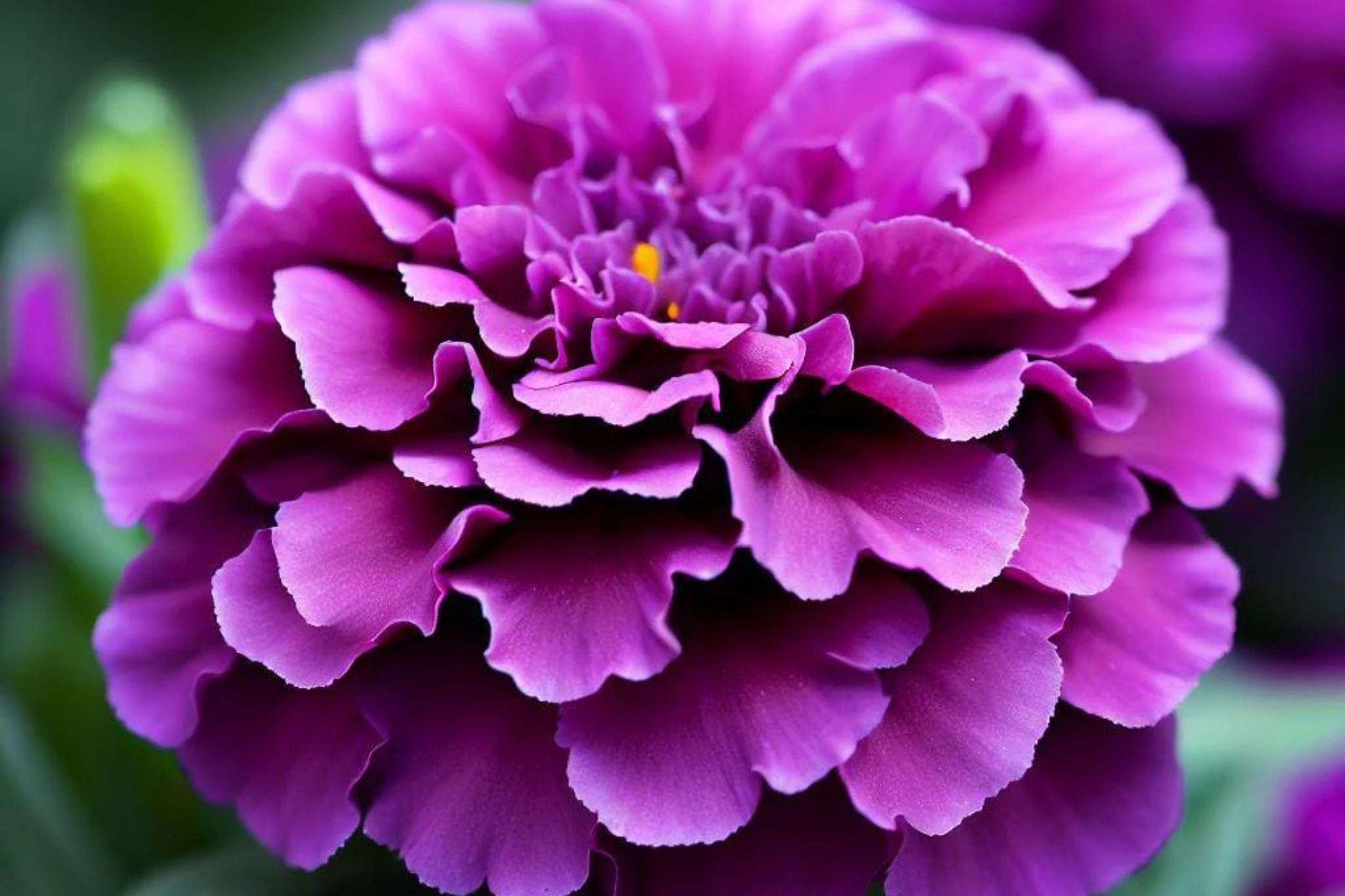 Purple India Marigold Seeds - 25+ Rare Flower Seeds - USA Grown -  - Vibrant Blooms - Pest Repellent - Butterfly Garden