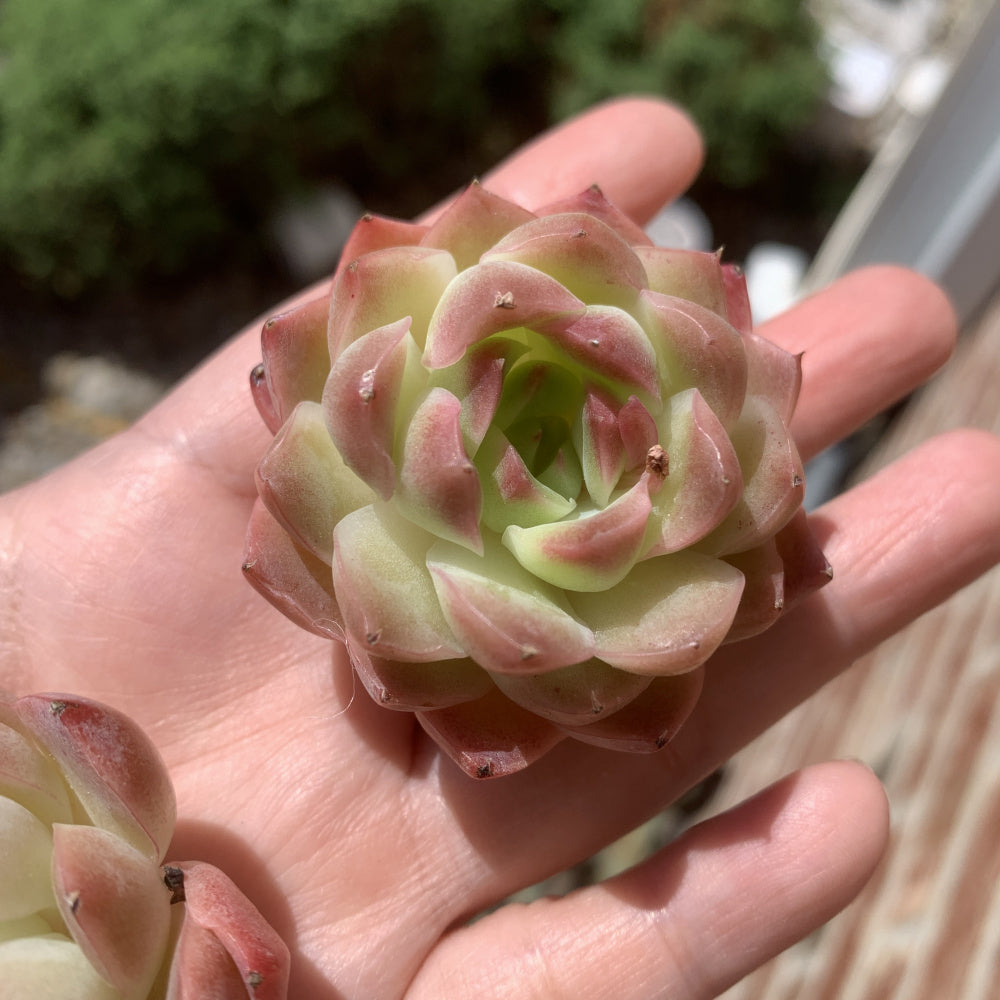 Echeveria 'Dreamlike Nebula' - Single Diameter Approx. 2"-2.5"
