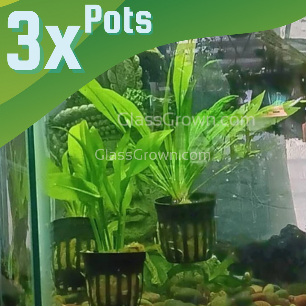 Amazon Sword