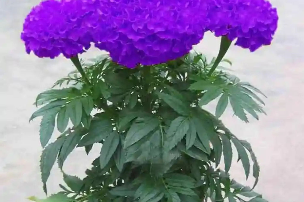 Purple India Marigold Seeds - 25+ Rare Flower Seeds - USA Grown -  - Vibrant Blooms - Pest Repellent - Butterfly Garden