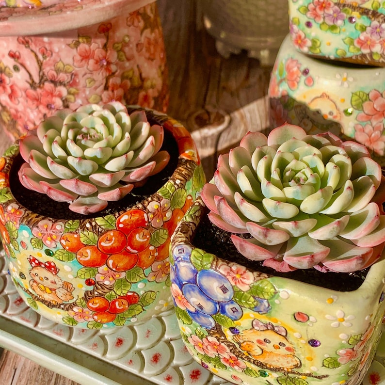 Rare Geometric Rosette Succulent - Echeveria 'Minima' Variegata - Drought-tolerant Plant Popular for Beginners and Collectors