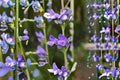 Penstemon payettensis Seeds – 100 mg Perennial Wildflower for Pollinator Gardens, Violet-Blue Blooms, Native Plant
