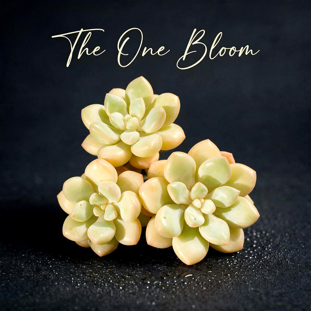 Graptoveria 'Bubble Gum' Multi-stemmed Clustered 3"-3.5"