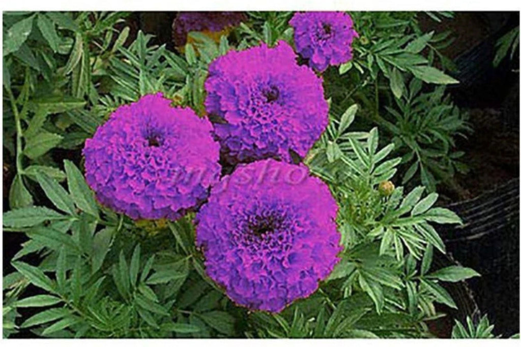 Purple India Marigold Seeds - 25+ Rare Flower Seeds - USA Grown -  - Vibrant Blooms - Pest Repellent - Butterfly Garden