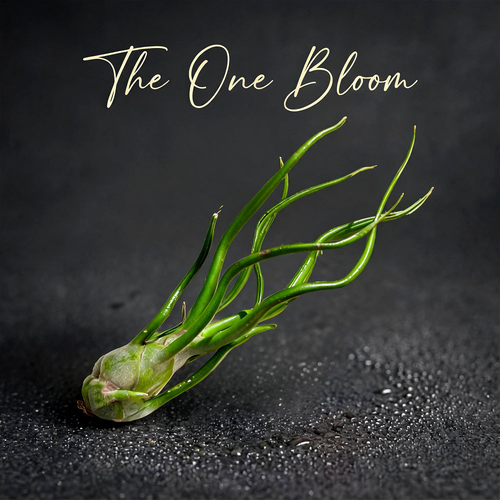 Tillandsia Bulbosa - Optional With Photo Frame