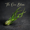 Tillandsia Bulbosa - Optional With Photo Frame