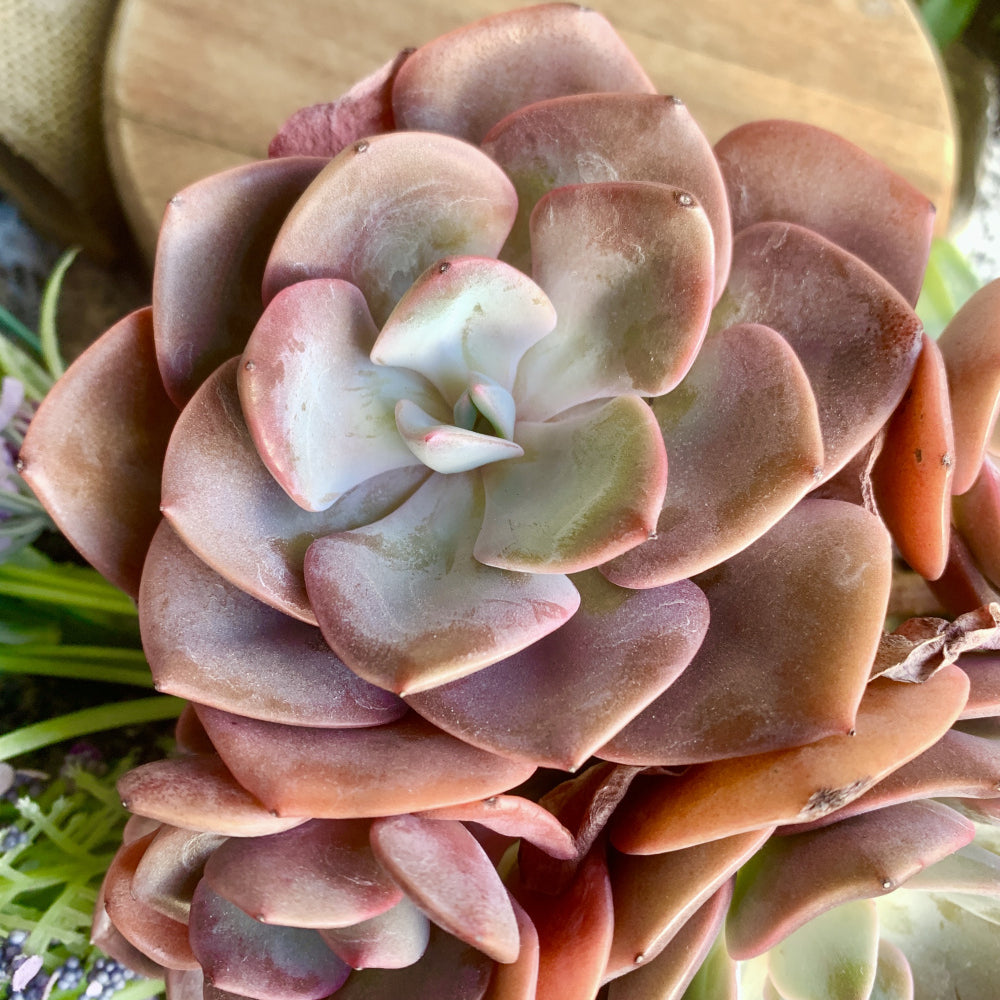 Big Rose-shaped Succulent - Echeveria 'Dusty Rose' - Drought-tolerant Fast-growing Plant