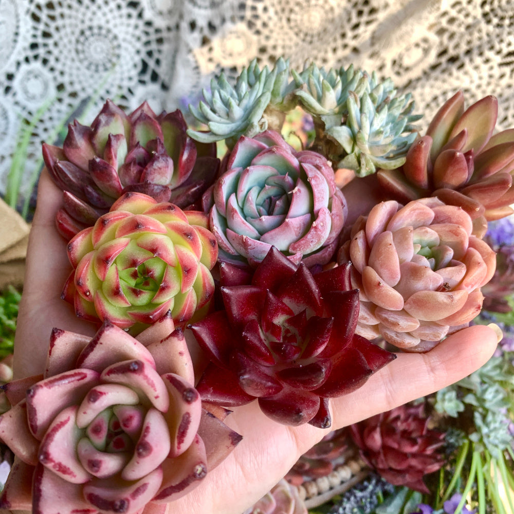 12-pcs 1.8"-3" Premium Assorted Succulents - Large Mix Plants Random Rare Succulents