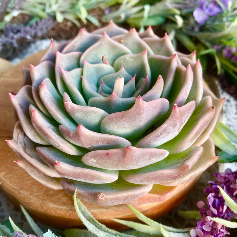 Echeveria 'Cupid' - Single Diameter Approx. 4"