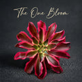 Rare Aeonium 'Phantom' Variegata | 4" Bare Root Succulent | Roots Trimmed & Air Dried | No Pot/Soil | Free Ship 35+ | Live Houseplant