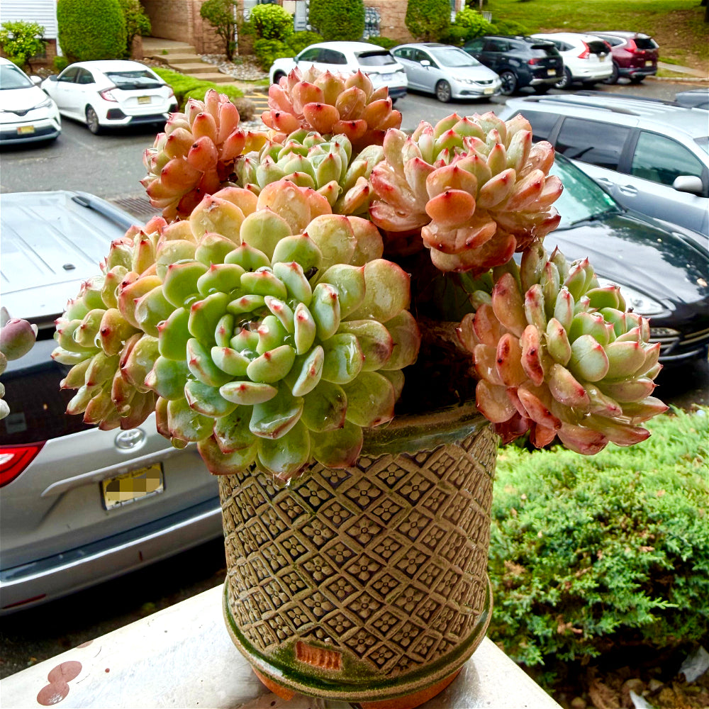 Echeveria 'Rosy Glow' - 6.5"-7" Collector Plant - Rare Live Succulent Only One Available - Exact Plant Shown WYSIWYG