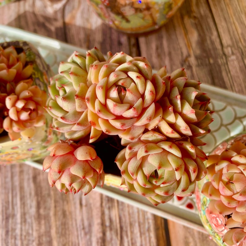 [Mother's Day Gift] Beautiful Hardiness Succulent - Echeveria 'Ben Badis' - Multiple  Rosettes Approx. 3–3.5 inches Across