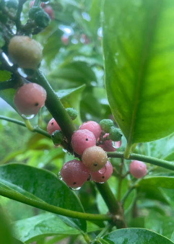 Gin Berry, Ginberry (Glycosmis pentaphylla)