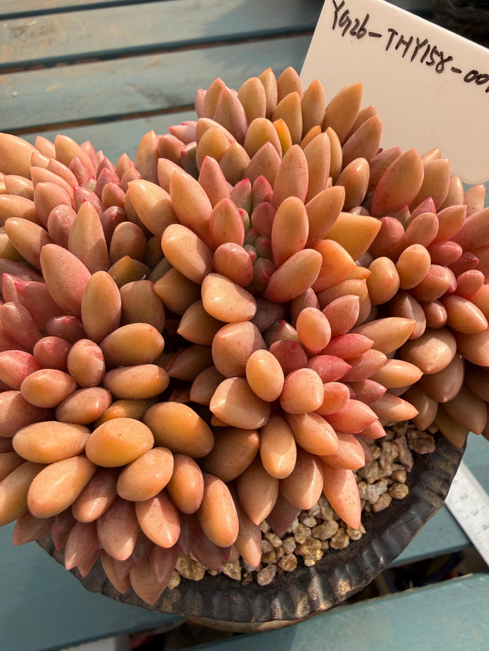 THY158-0018 Rare Echeveria 'Peach Blossom Spring' – Exact Plant Shown Live Collector Succulent – One of a Kind
