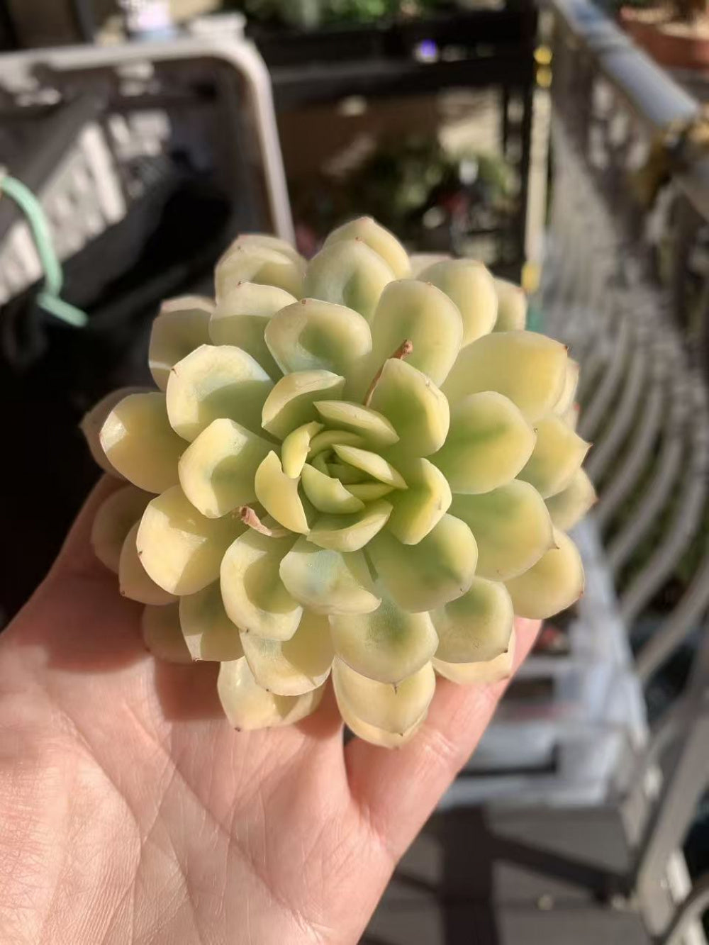 Rare Pastel Succulent Gift - Echeveria 'Strawberry Ice' Variegata - Single-plant Diameter Approx. 3"–3.5"