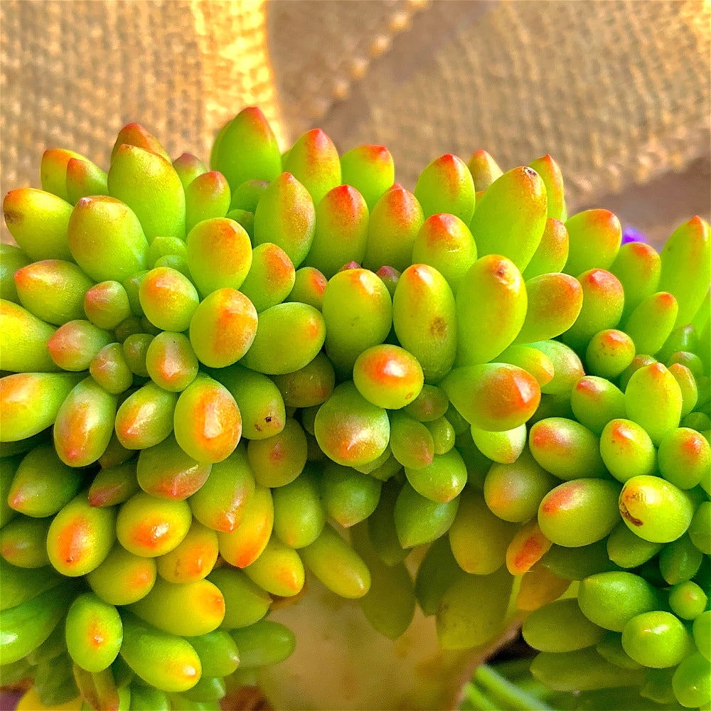 A Beautiful Succulent - Sedum 'Alice Evans' Crested - Do Just As Well With Less Care And Live Longer