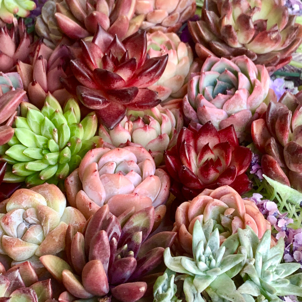 6-pcs Large Premium Assorted Succulents - Diameter 1.8"-3" Mix Plants Random Rare Succulents