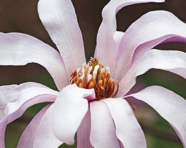 Magnolia 'Leonard Messel'