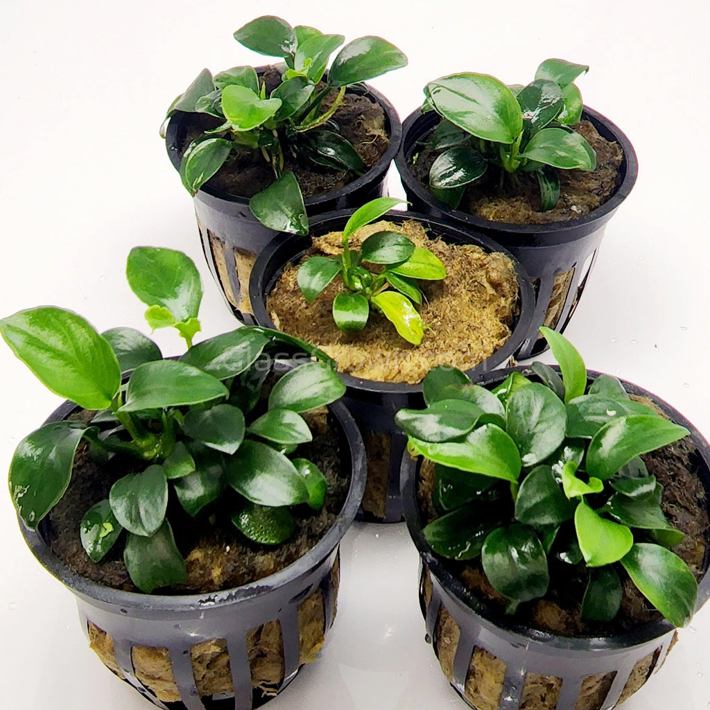 Anubias Nana Petite