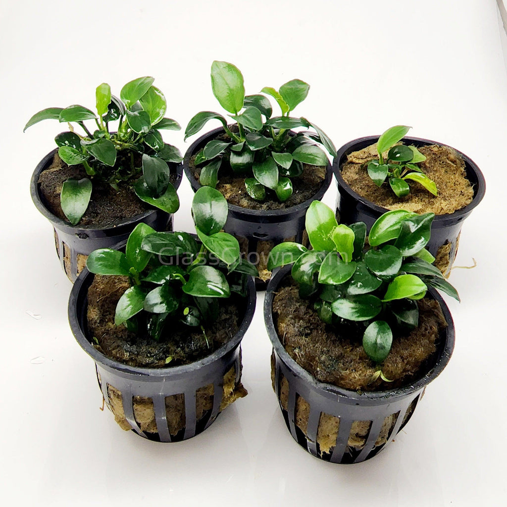 Anubias Nana Petite