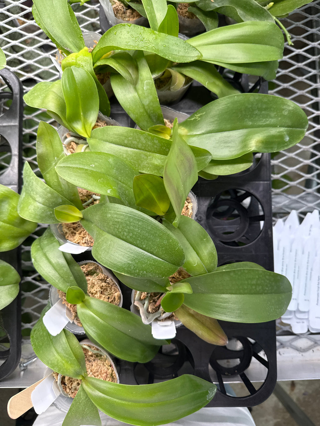 Phalaenopsis amabilis from Kalimantan x sib