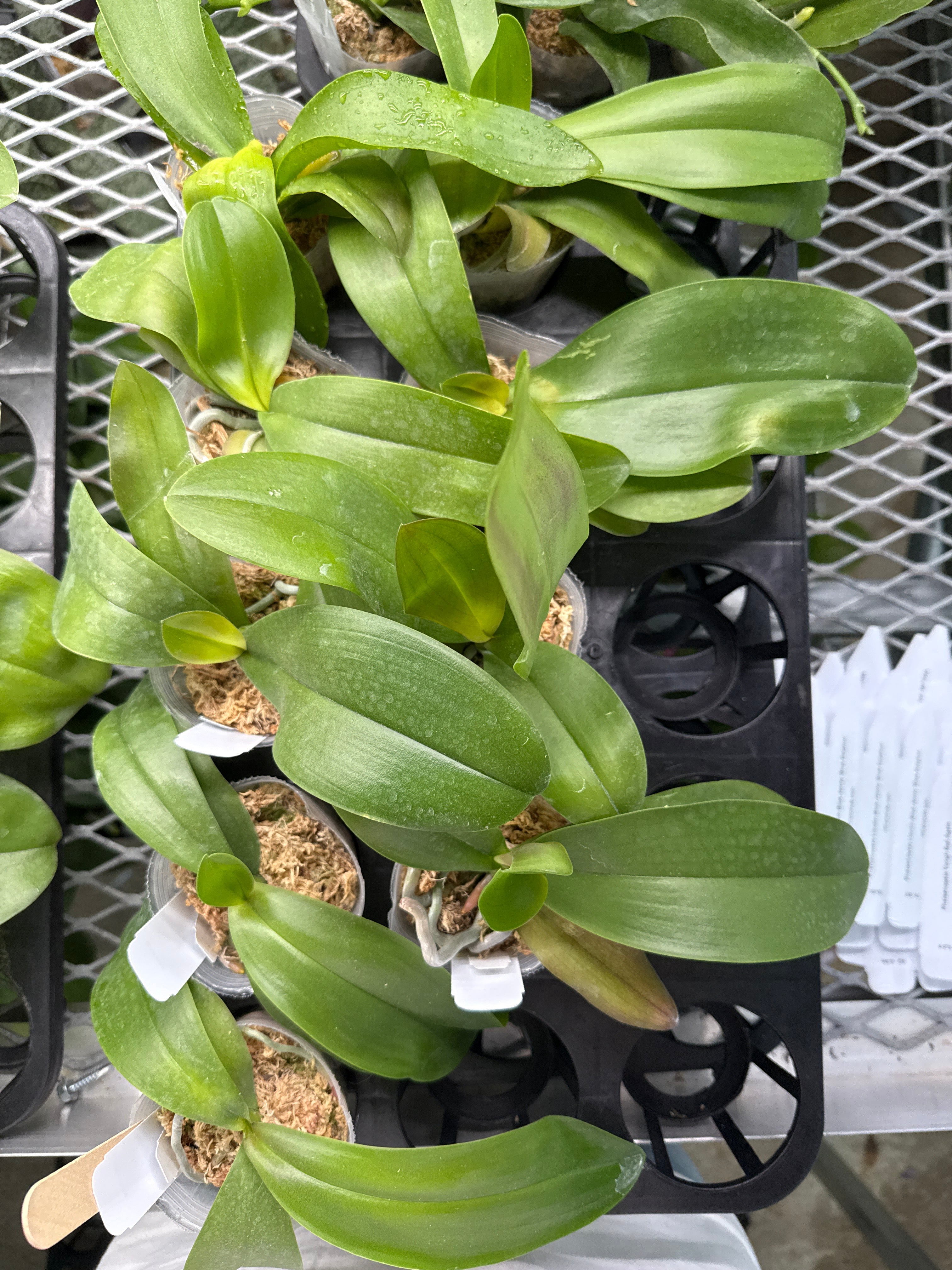 Phalaenopsis amabilis from Kalimantan x sib