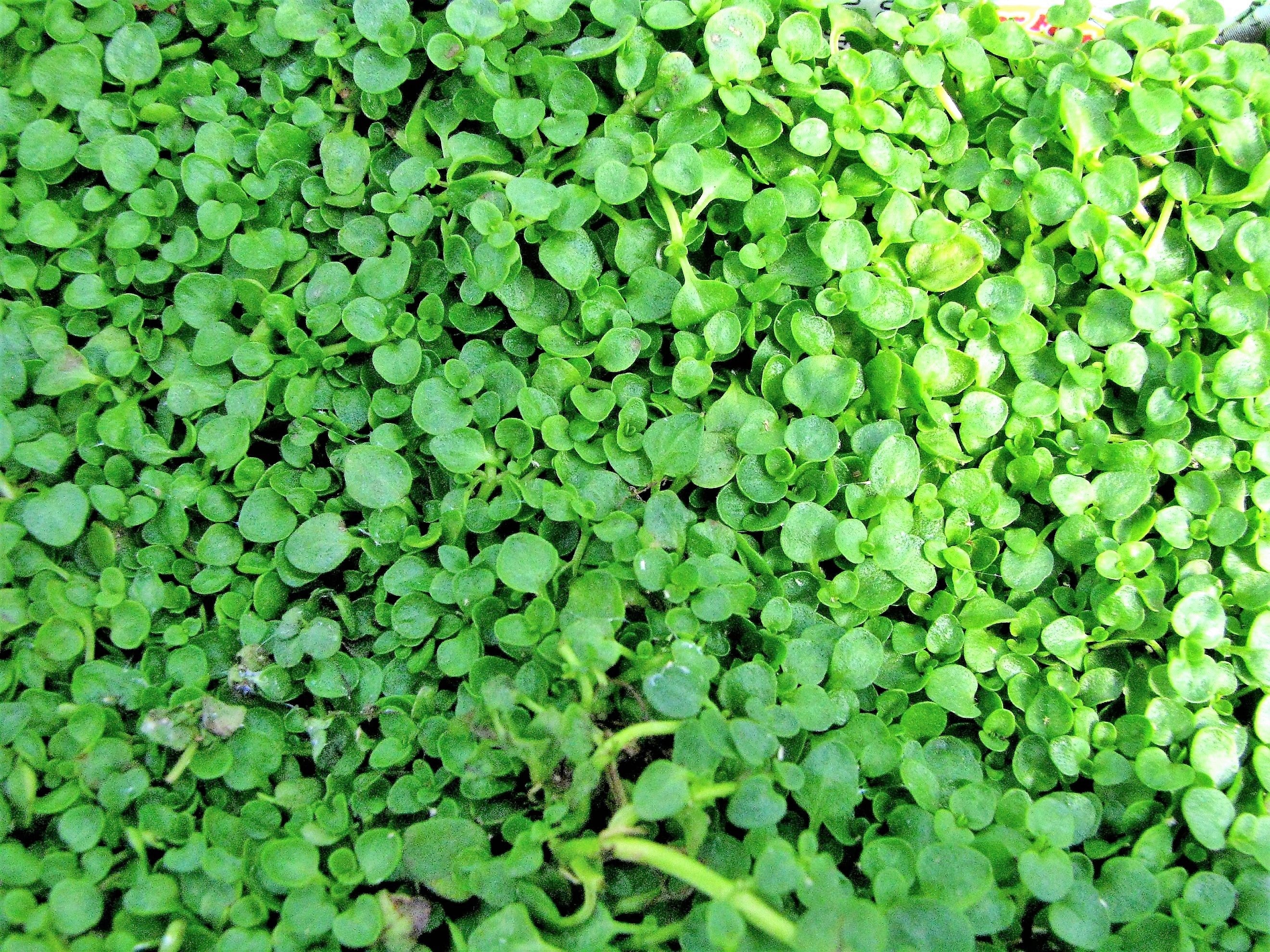 20 CORSICAN MINT Mentha Requienii Herb Fragrant Ground Cover Flower Seeds