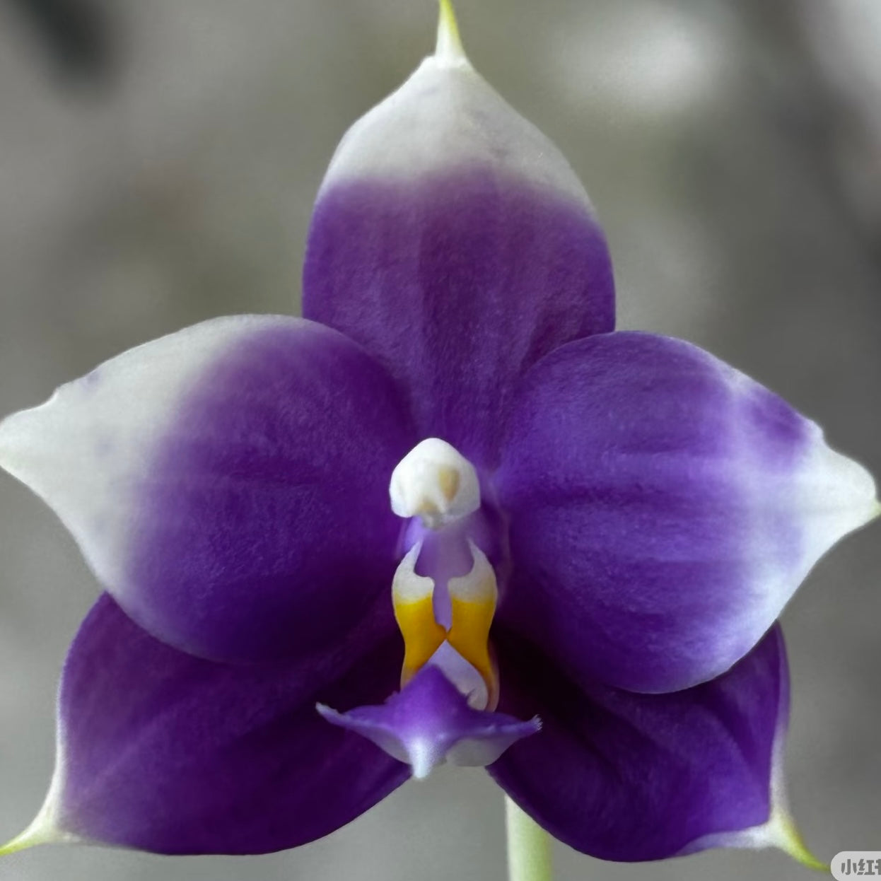 Phalaenopsis (Penang Jewel X (Yaphon Super Jaguar x Samera))"極品" X Phal. (Jennifer Palermo X Chien Lung Red King) "BK#2"
