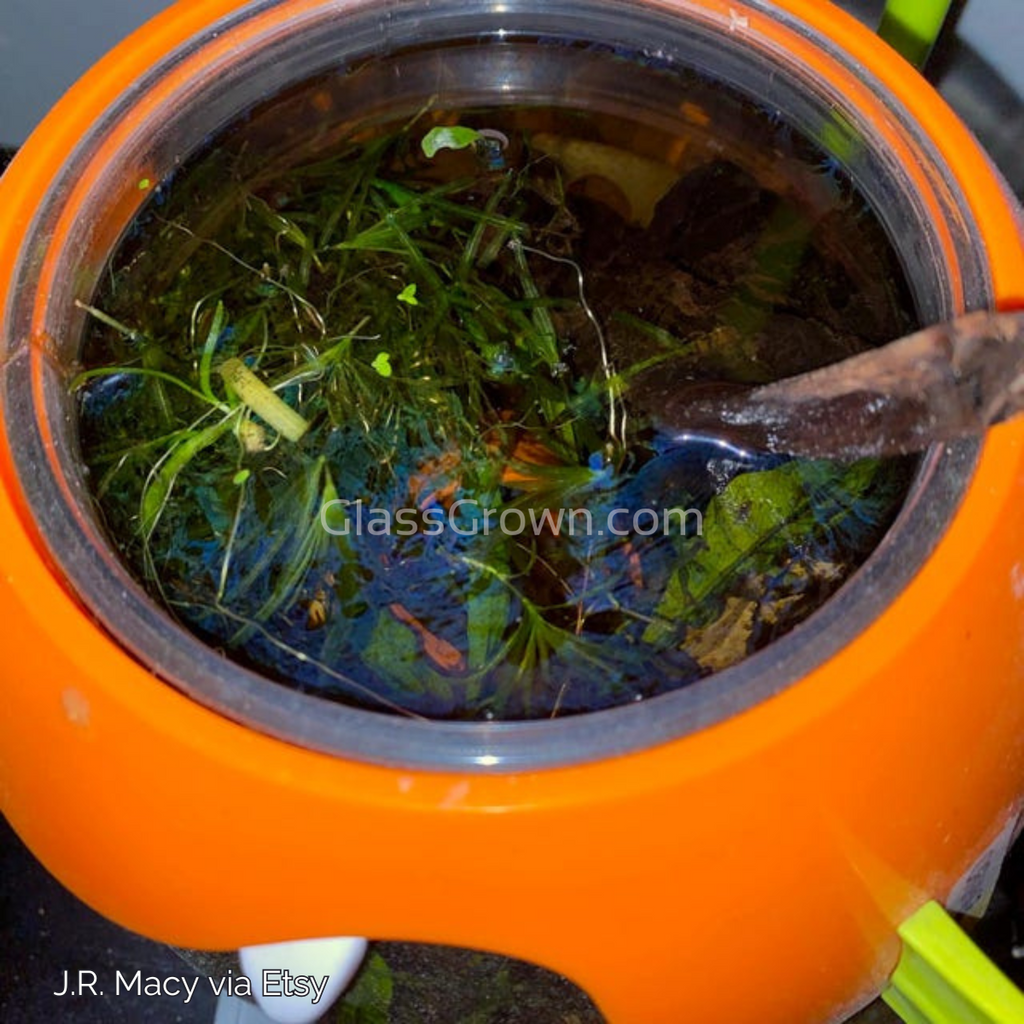 Bunch Najas Guppy Grass (Najas Guadalupensis)