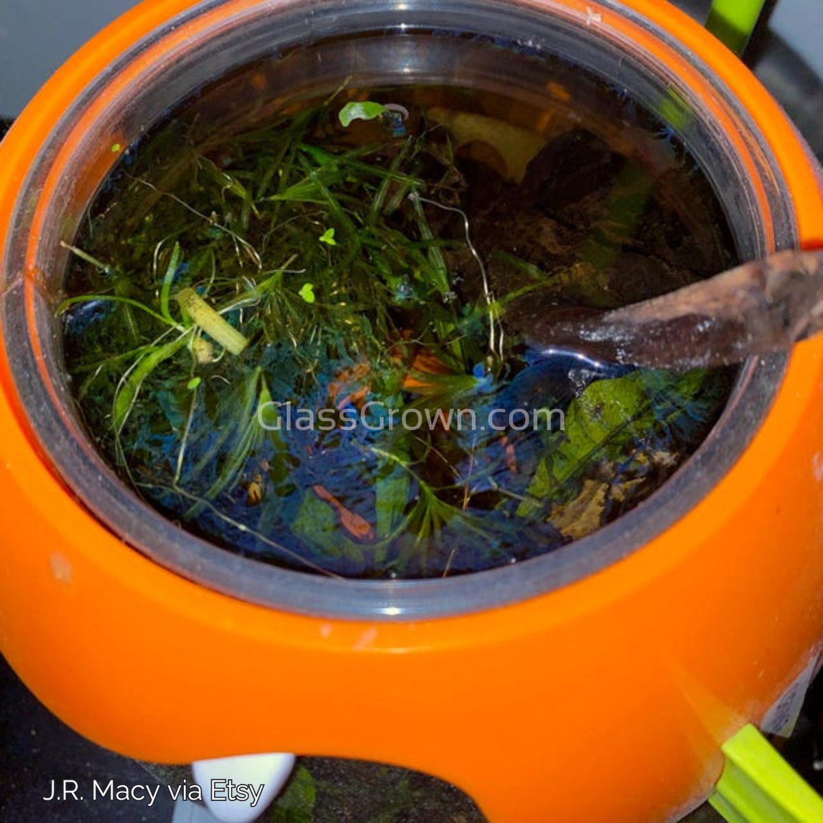 Bunch Najas Guppy Grass (Najas Guadalupensis)