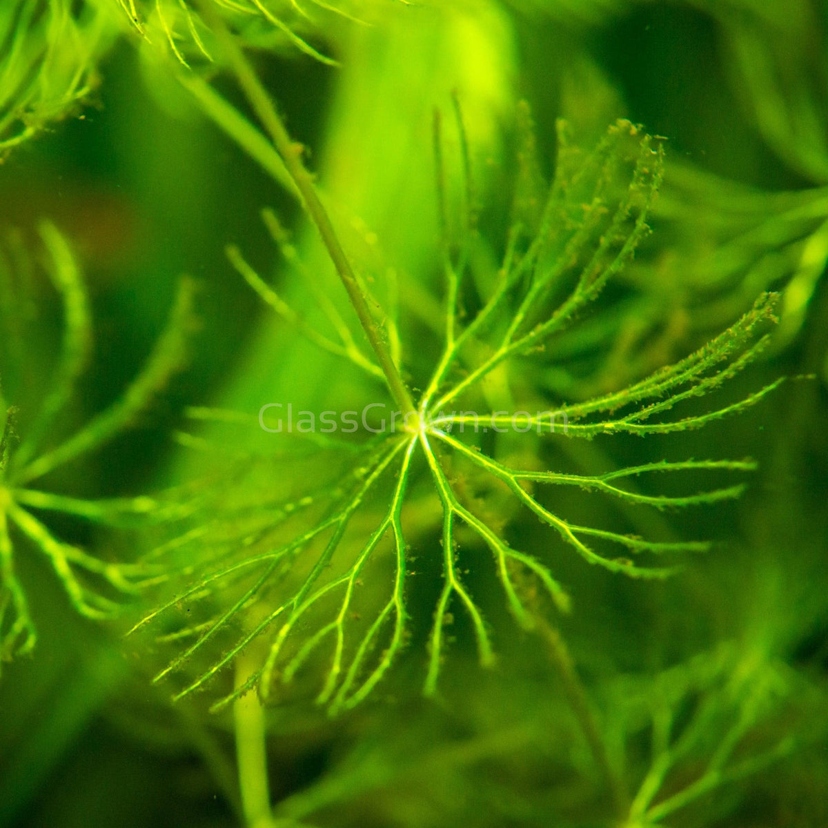 Bunch Hornwort (Ceratophyllum Demersum)